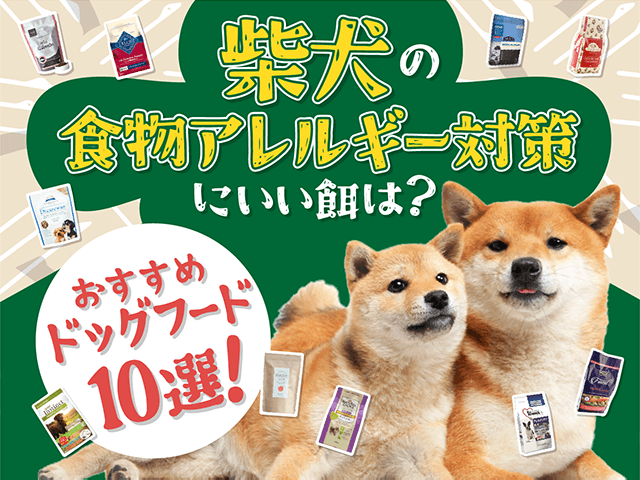 柴犬