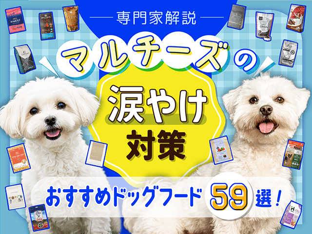 マルチーズ